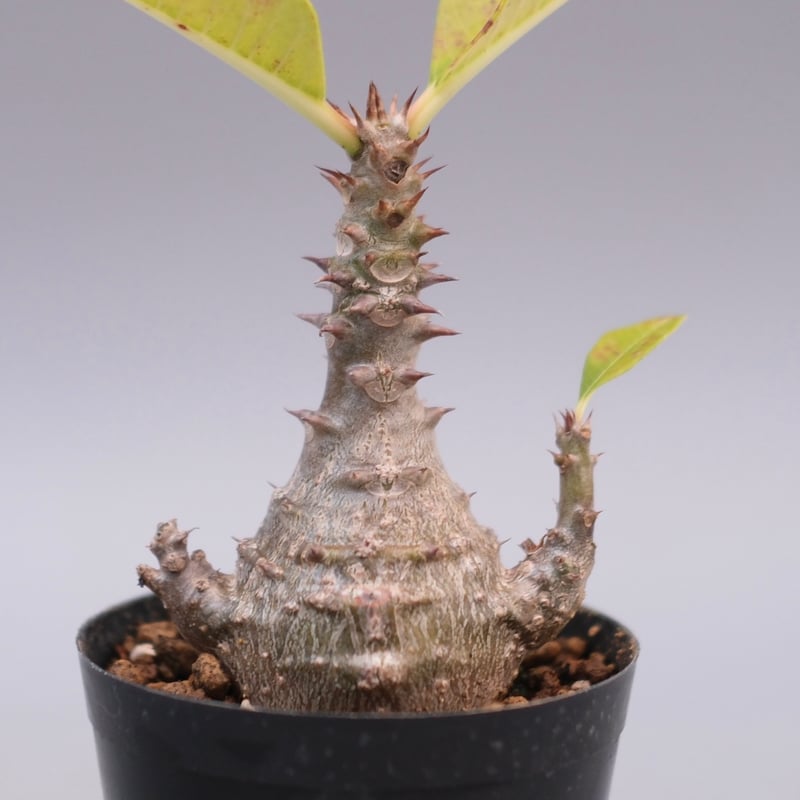 パキポディウム ウィンゾリー 実生株 125 Pachypodium windsorii |