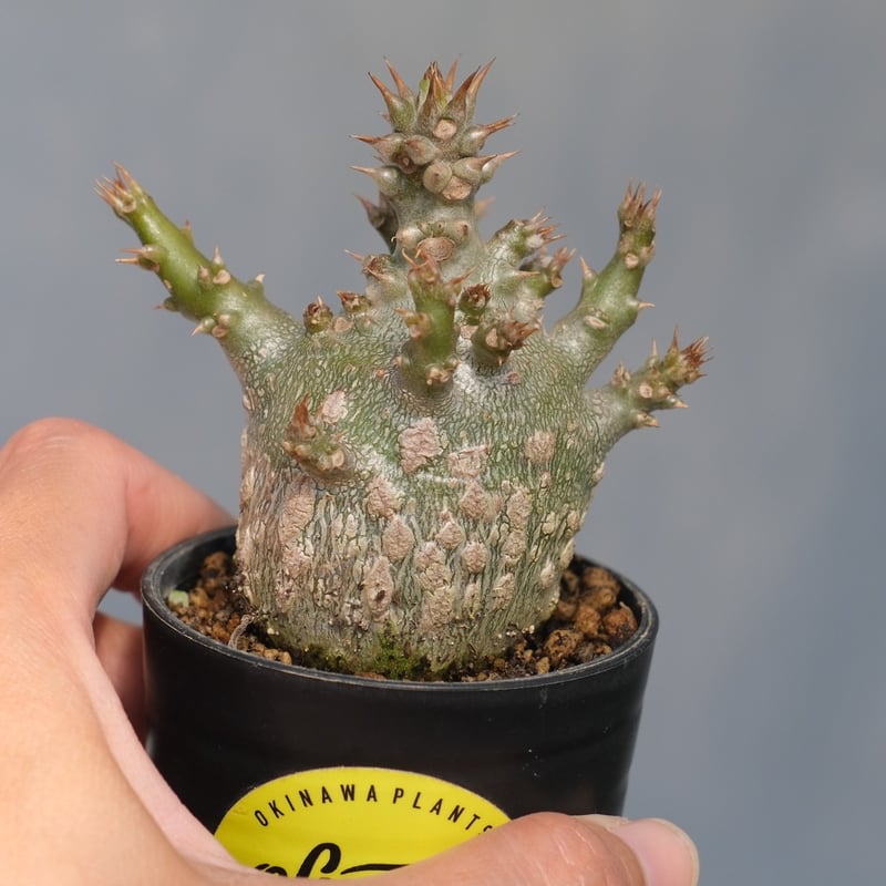 パキポディウム ウィンゾリー 実生株 116 Pachypodium windsorii |