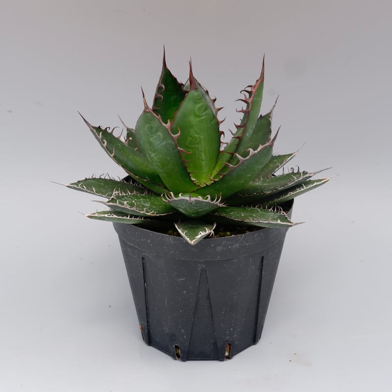 アガベ ホリダ 043 Agave horrida 強棘 | Sunny Branch