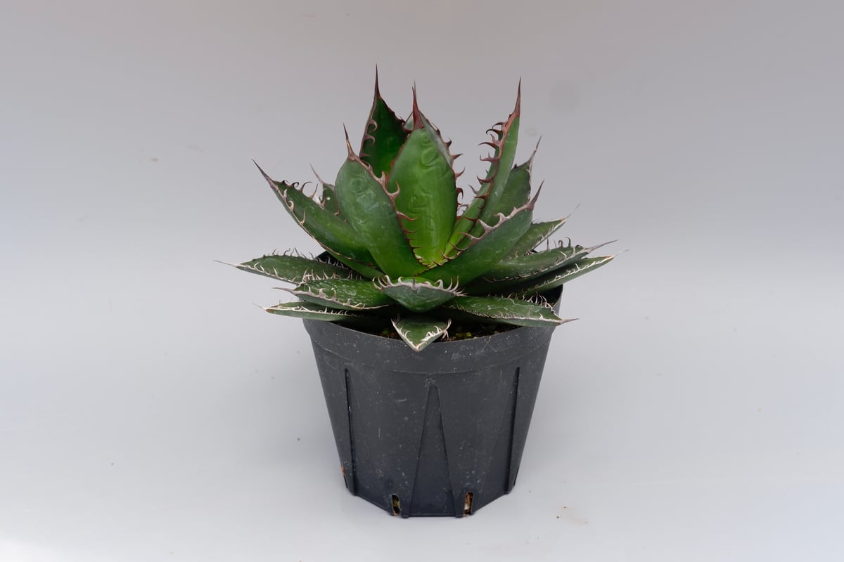 アガベ ホリダ 043 Agave horrida 強棘 | Sunny Branch