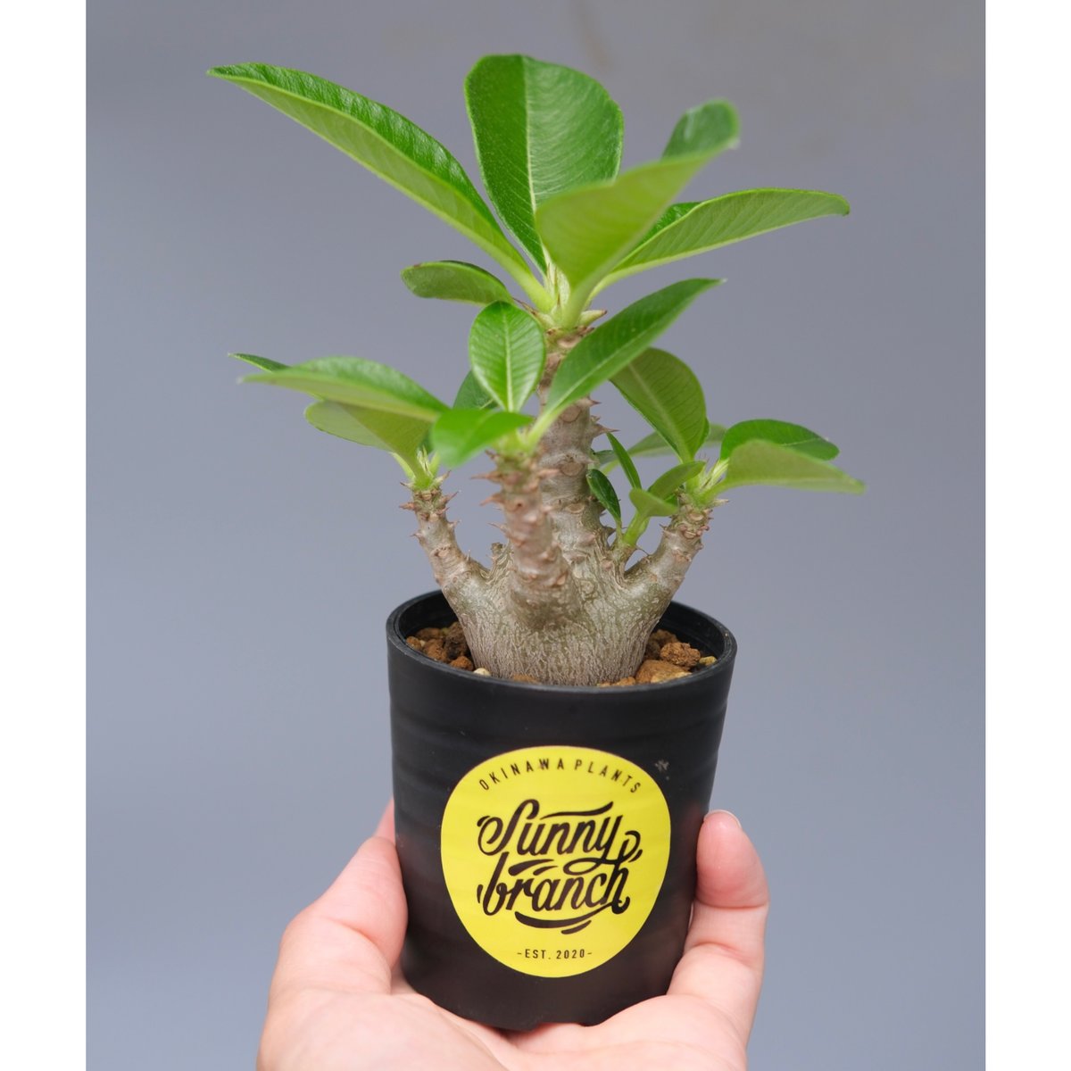 極上！ 実生 パキポディウム ウィンゾリー fit=scale-down,w=1200