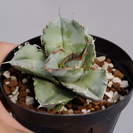 値下げ！アガベ⭐︎チタノタ　ホワイトアイス　6寸 多肉植物：アガベ チタノタ ホワイトアイス*幅32cm 現品！一品