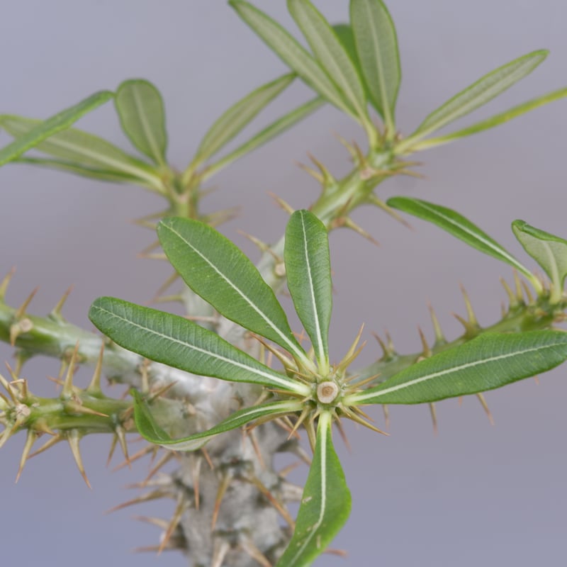 アンボンゲンセ 8株セット アンボンゲンセ 8株セット 2025年最新】Yahoo!オークション