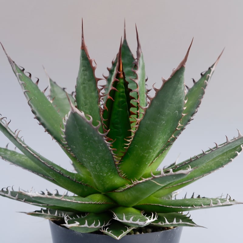 アガベホリダ極上株　Agave horrida No.AHRD013 アガベホリダ極上株 Agave horrida No.AHRD013 アガベホリダ極上