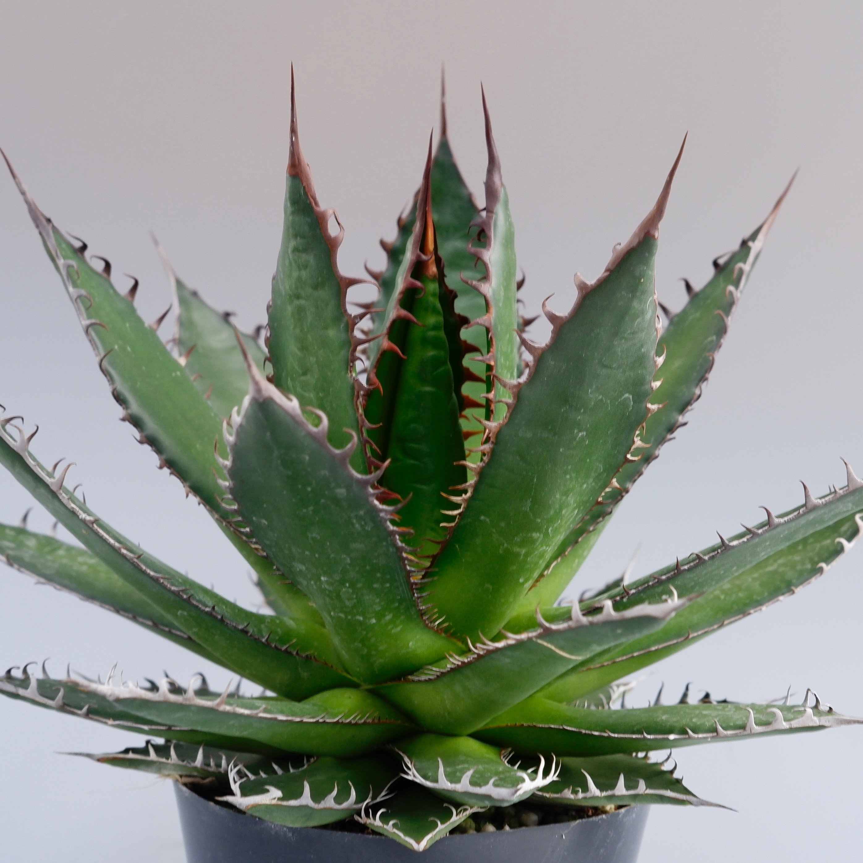 アガベ ホリダ 036 Agave horrida 強棘 | Sunny Branch