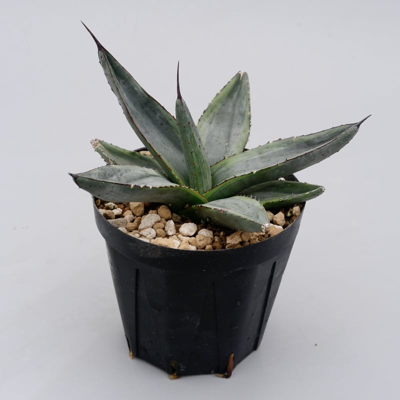 アガベ シャークバイト002 Agave Sharkbite | Sunny Branch