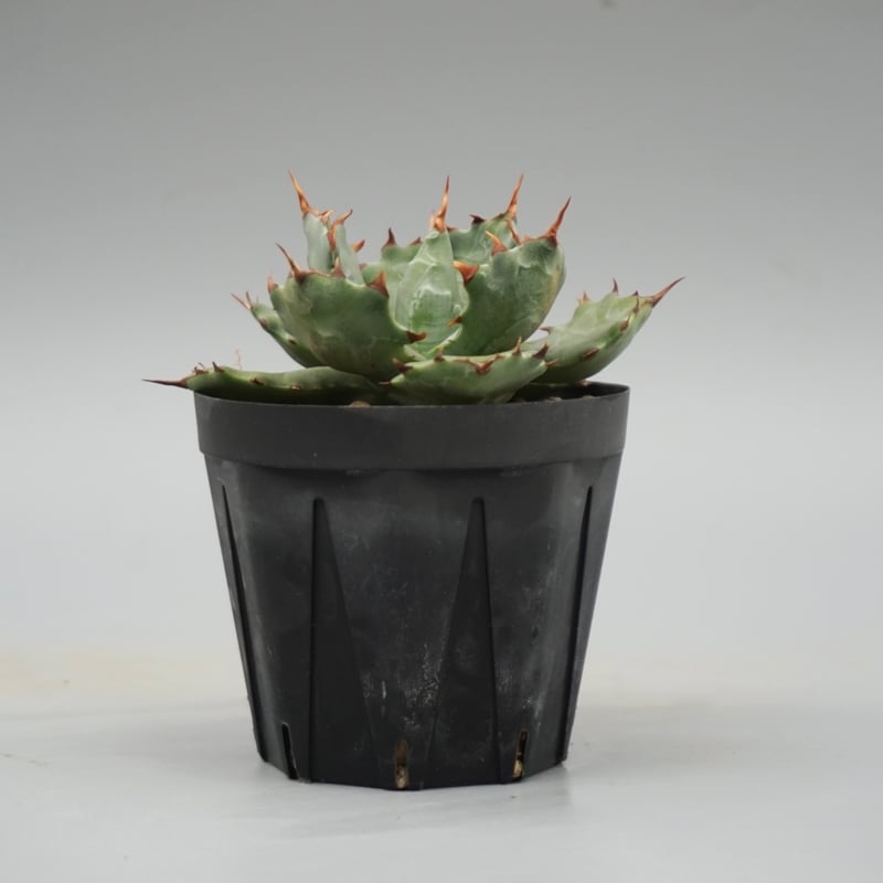 アガベ　シーマニアナxイシスメンシスなど詰め合わせ アガベ イシスメンシス 蝦蟹 Agave isthmensis | Sunny Branch