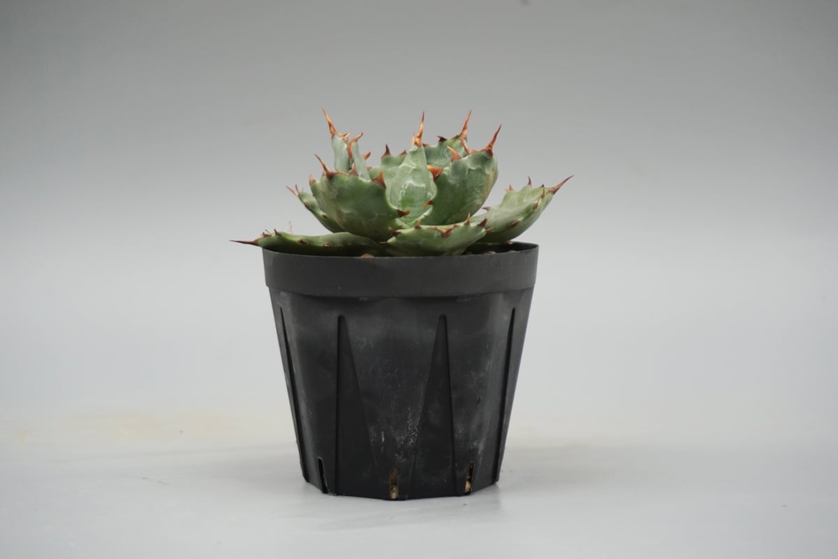 アガベ イシスメンシス 蝦蟹 Agave isthmensis | Sunny Branch