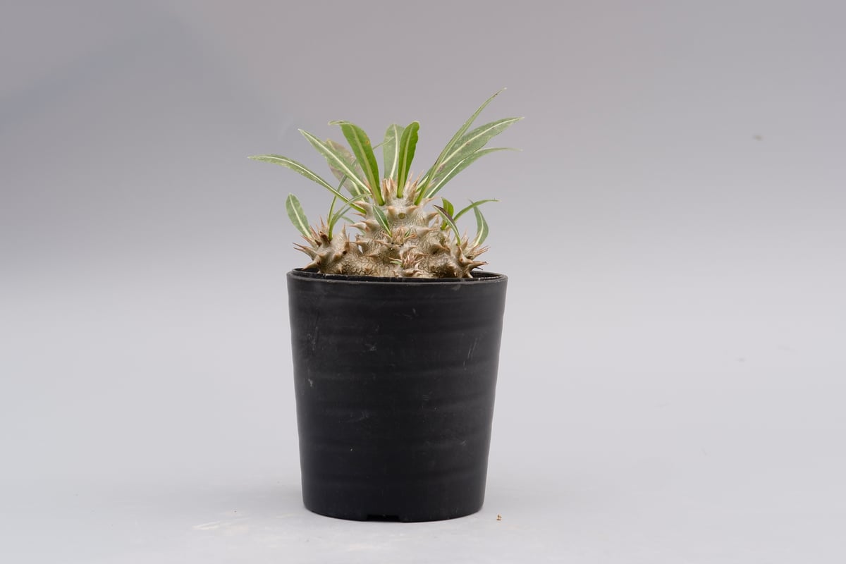 パキポディウム ロスラーツム 実生株 006 Pachypodium rosulatum ve