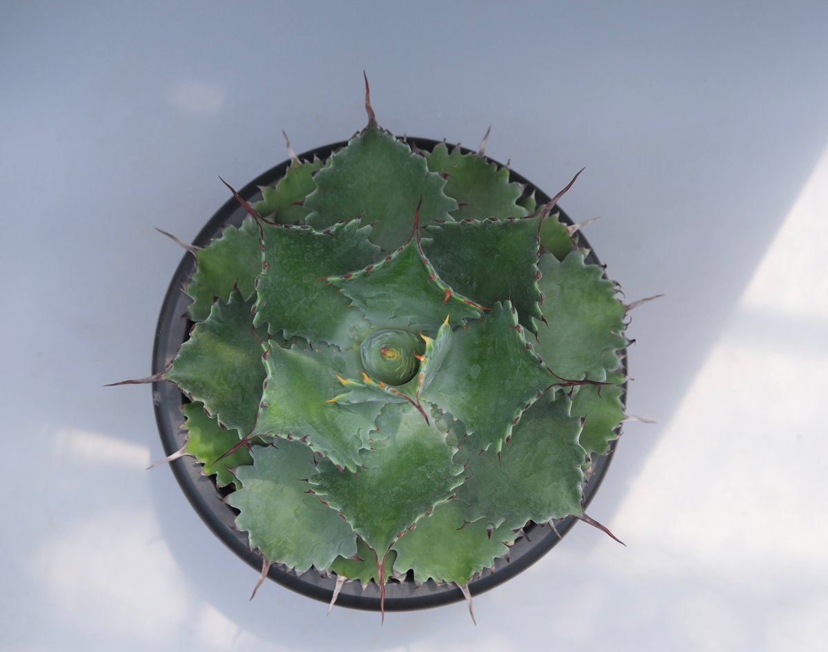 アガベ ポタトラム スポーン006 Agave Potatorum 'SPAWN' | Sun