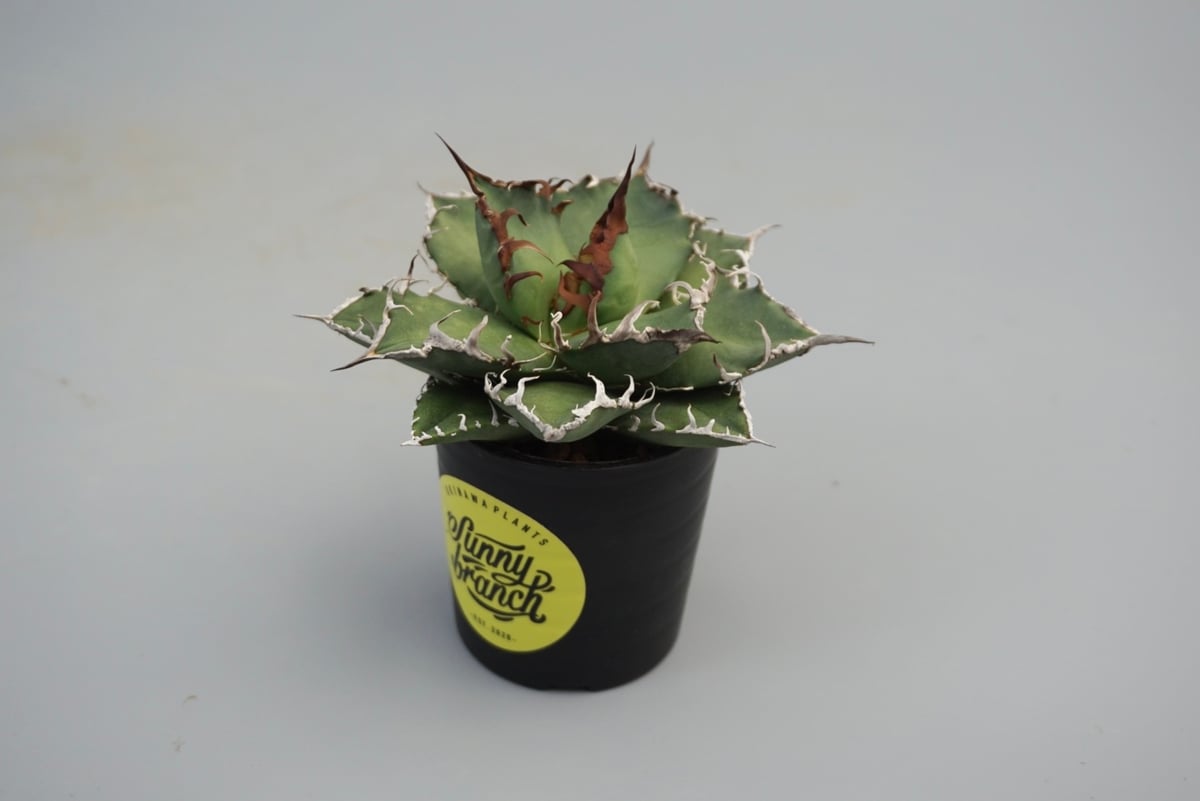 ① アガベ シーザー 発根済 【公式通販】