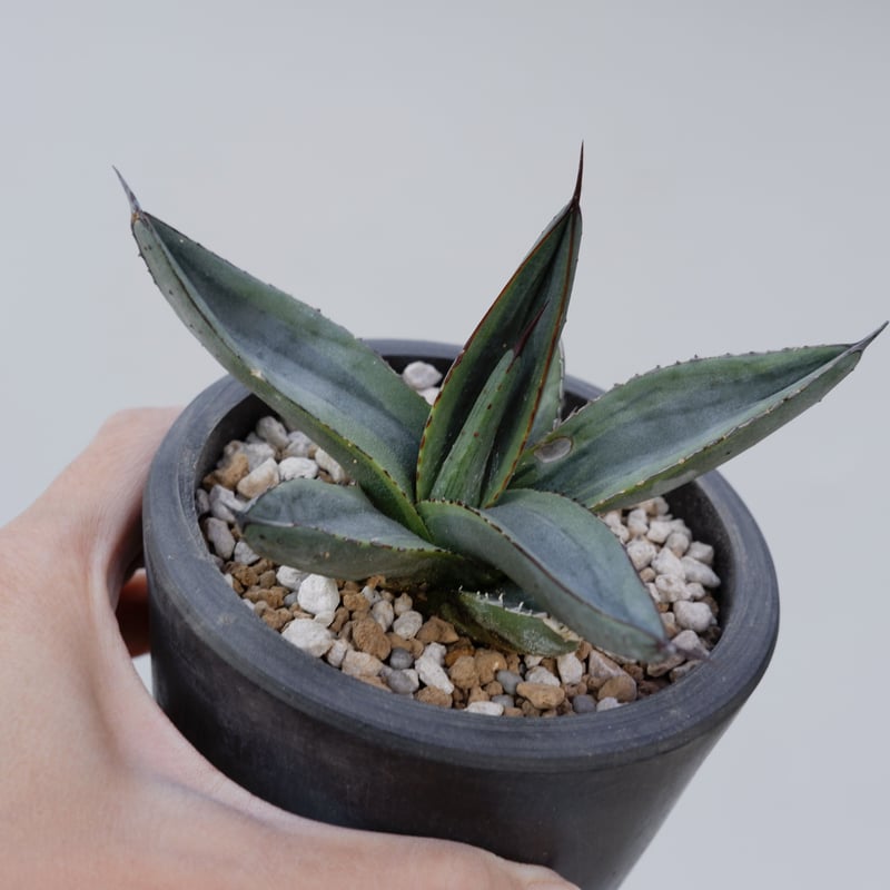 アガベ シャークバイト005 Agave Sharkbite | Sunny Branch