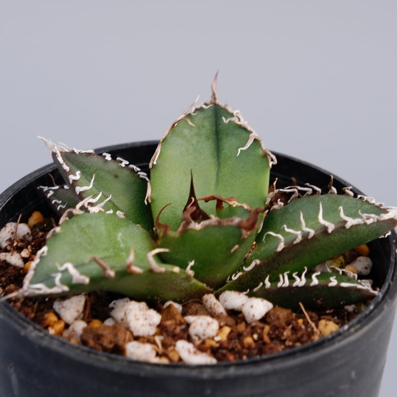 アガベ チタノタ シーザー Agave titanota caesar 082 | Sunny