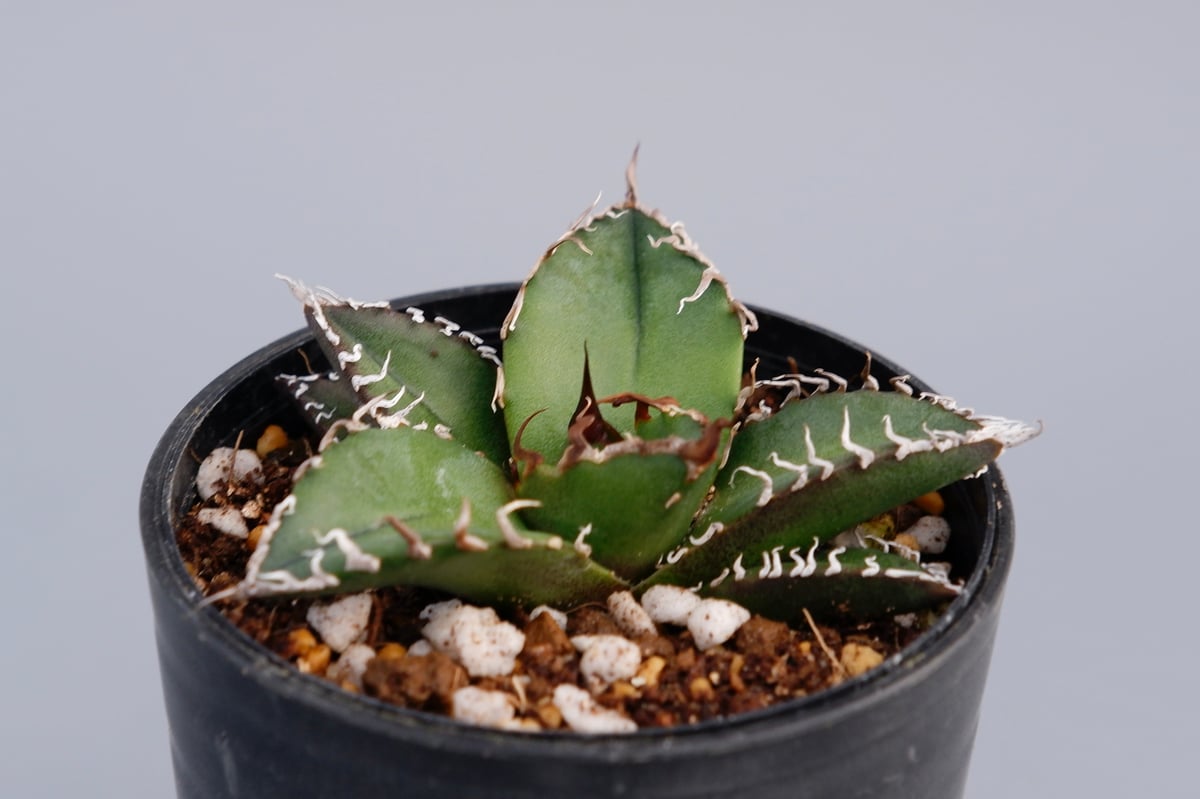 アガベ チタノタ シーザー Agave titanota caesar 082 | Sunny