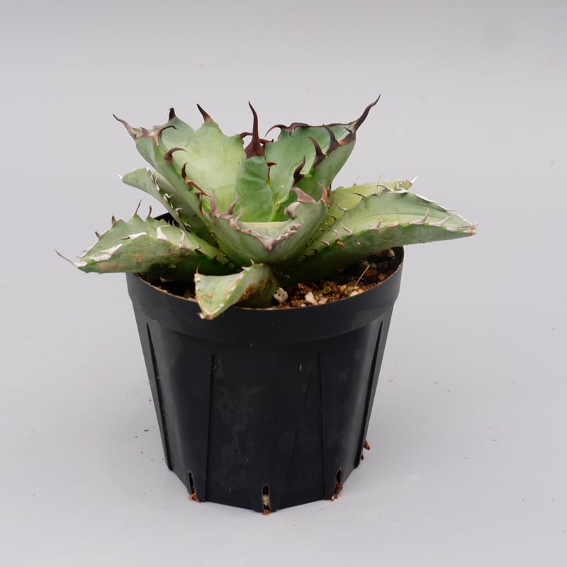 アガベ オテロイ 実生株 Agave oteroi seeding 102 | Sunny