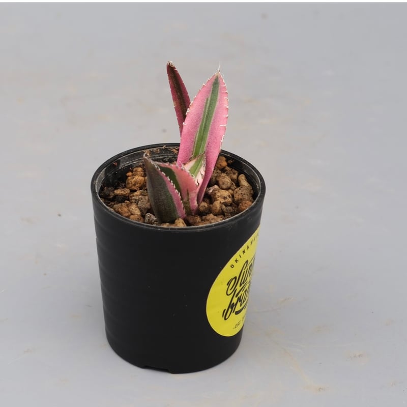 アガベ チタノタ スナグルトゥース Agave titanota Snaggle Tooth
