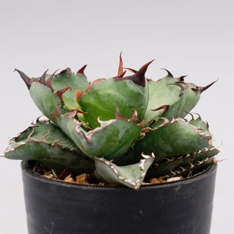 チタノタ　ブラック&ブルー　bb アガベ チタノタ ブラックアンドブルー/bb-30 | アガベ専門店