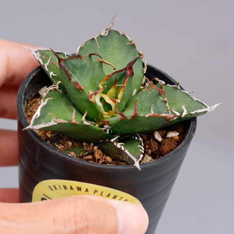 アガベ チタノタ シーザー Agave titanota caesar 108 | Sunny