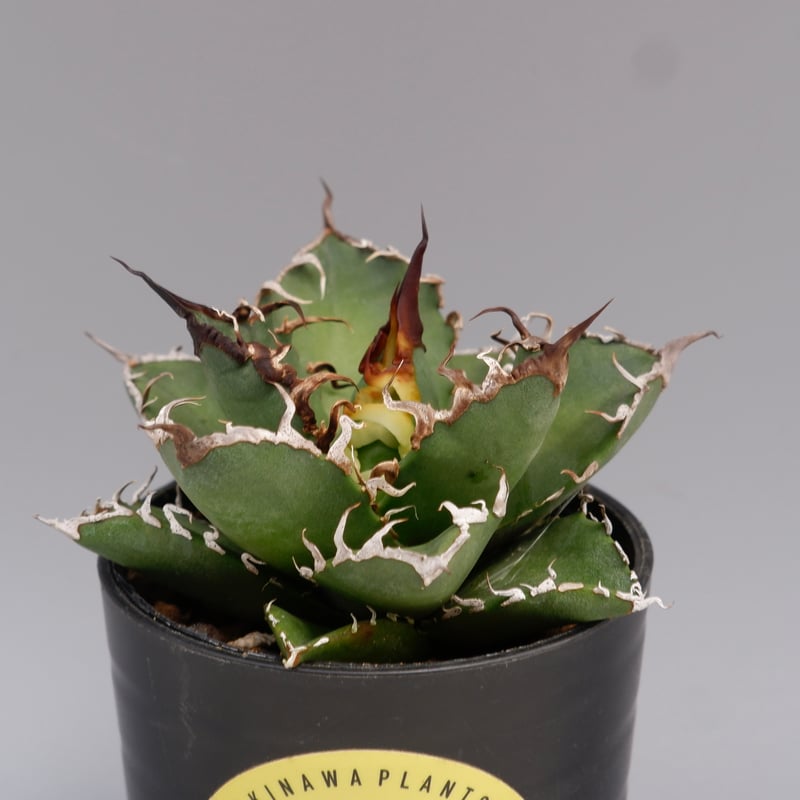 アガベ　チタノタ　シーザー　136 アガベ チタノタ シーザー Agave titanota caesar 136 | Sunny