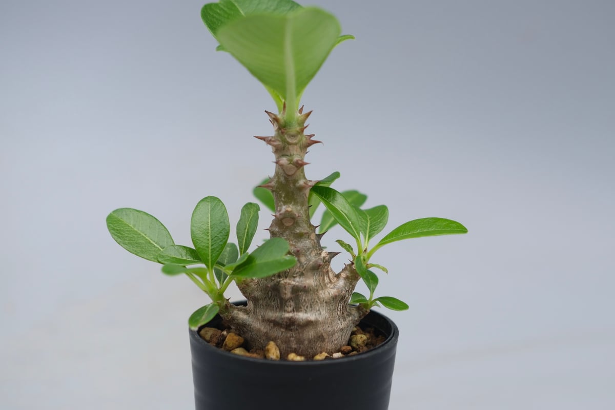 パキポディウム ウィンゾリー 実生株 053 Pachypodium windsorii |