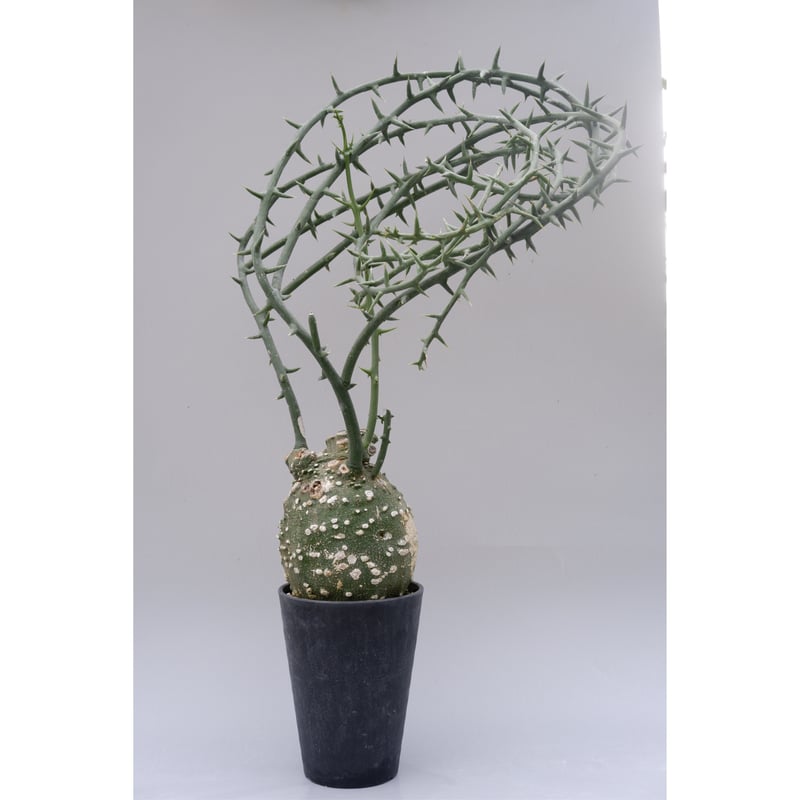 アデニア グロボーサ002 Adenia globosa【発根済み】 | Sunny Branch アデニア グロボーサ002 Adenia globosa【発根済み】 | Sunny Branch