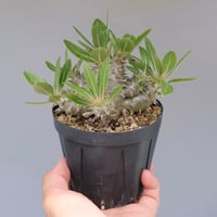オテロイ実生　子株 アガベ オテロイ 実生 agave oteroi seeding – BARBAS Plants Lab.