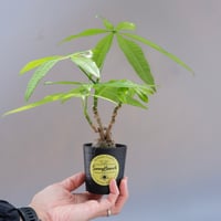 希少】斑入り トックリラン ノリナ | Sunny Branch