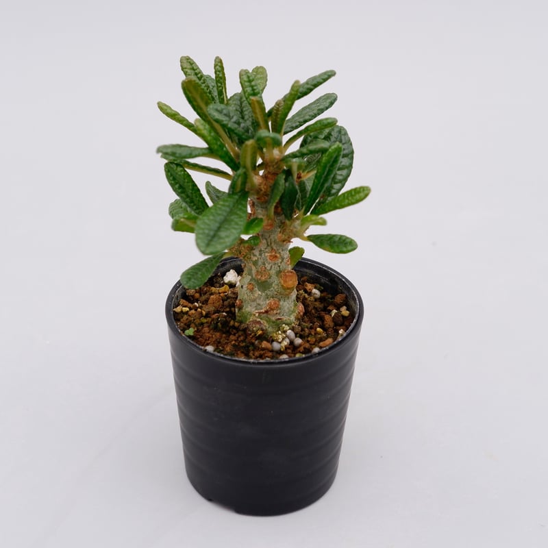 ドルステニア ギガス005 Dorstenia gigas | Sunny Branch