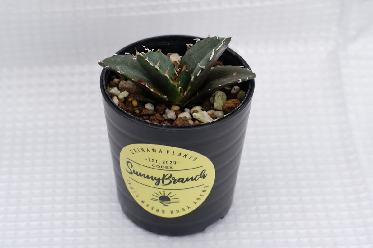 アガベ チタノタ 白鯨 035 Agave titanota white whale | Su