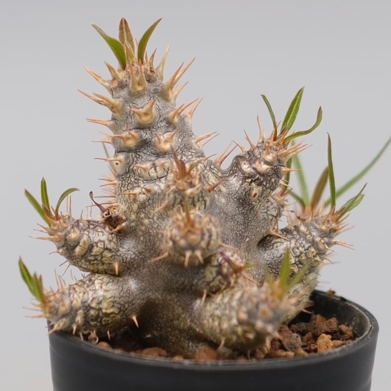 パキポディウム カクチペス 実生株 パキポディウム カクチペス 実生株 024 Pachypodium cactipes | Su