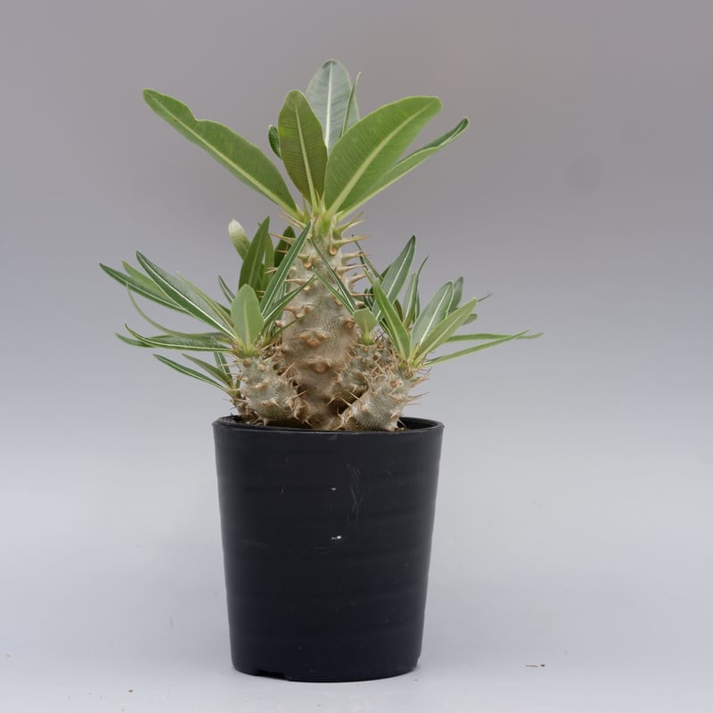 パキポディウム カクチペス 実生株 012 Pachypodium cactipes パキポディウム カクチペス 実生株 012 Pachypodium cactipes