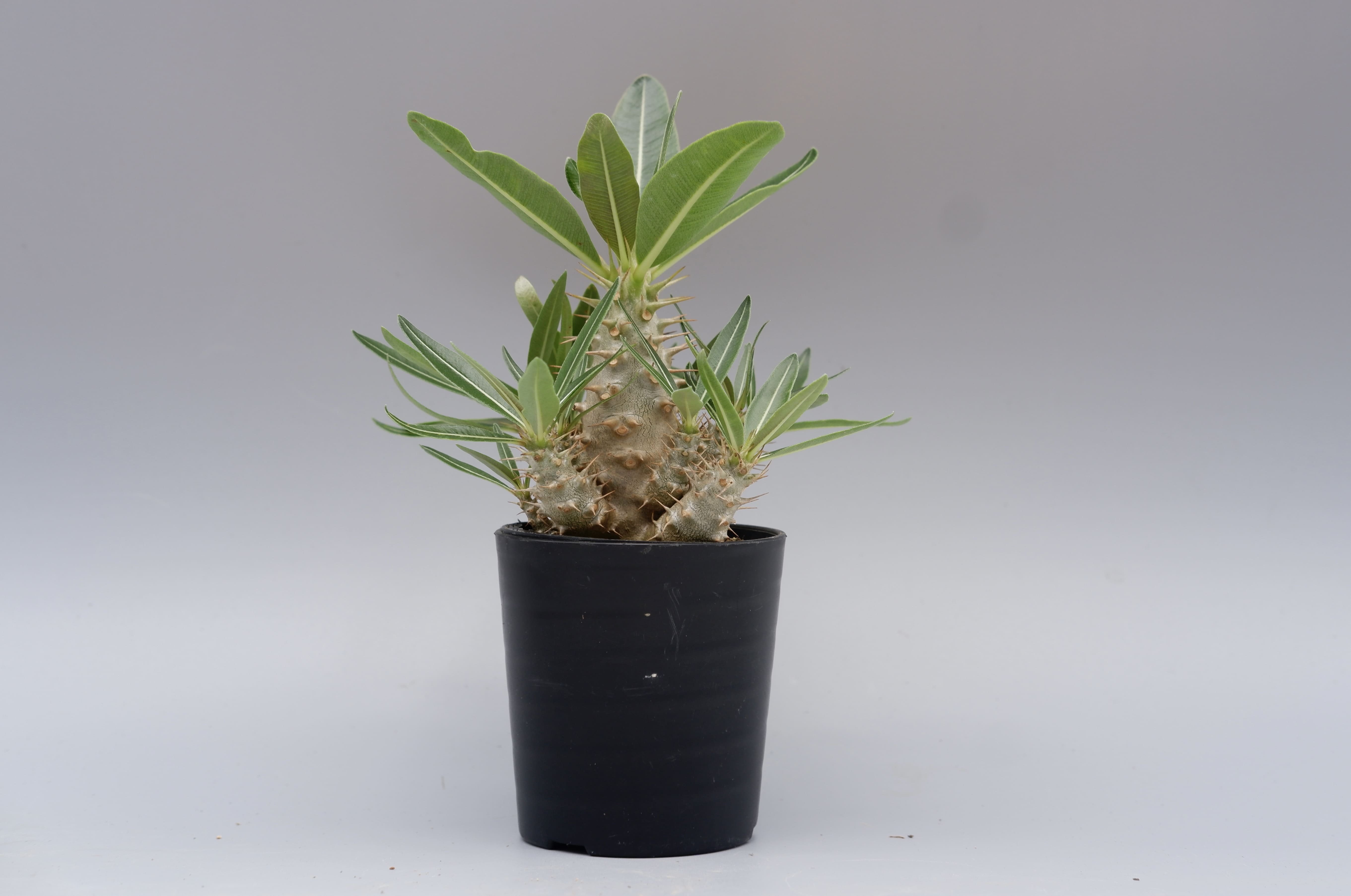 パキポディウム カクチペス 実生株 012 Pachypodium cactipes | Su