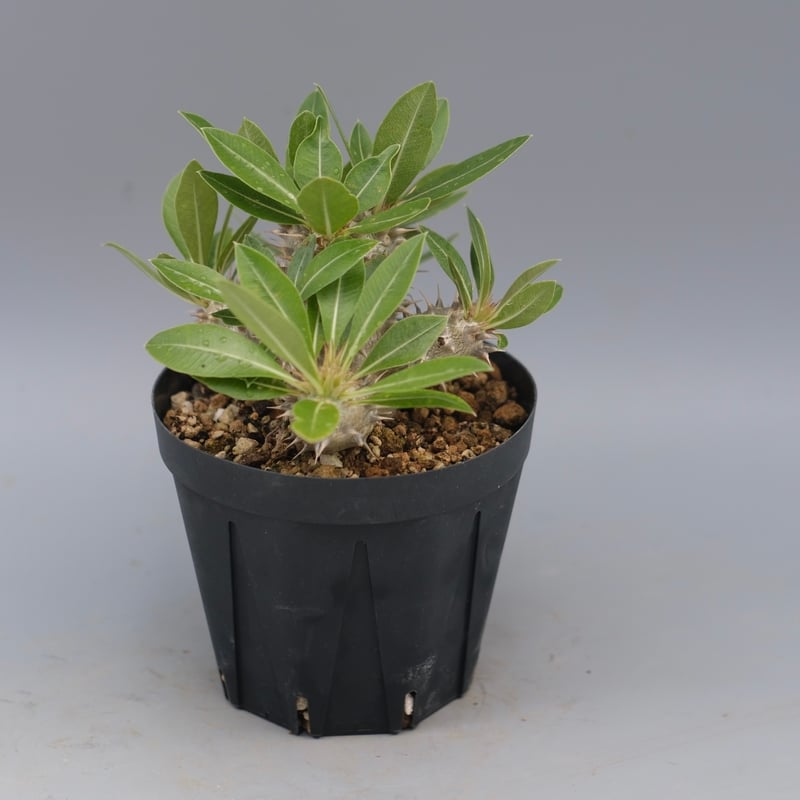 ★*★様 パキポディウム ロスラーツム 実生8年目株 パキポディウム ロスラーツム 実生株 011 Pachypodium rosulatum