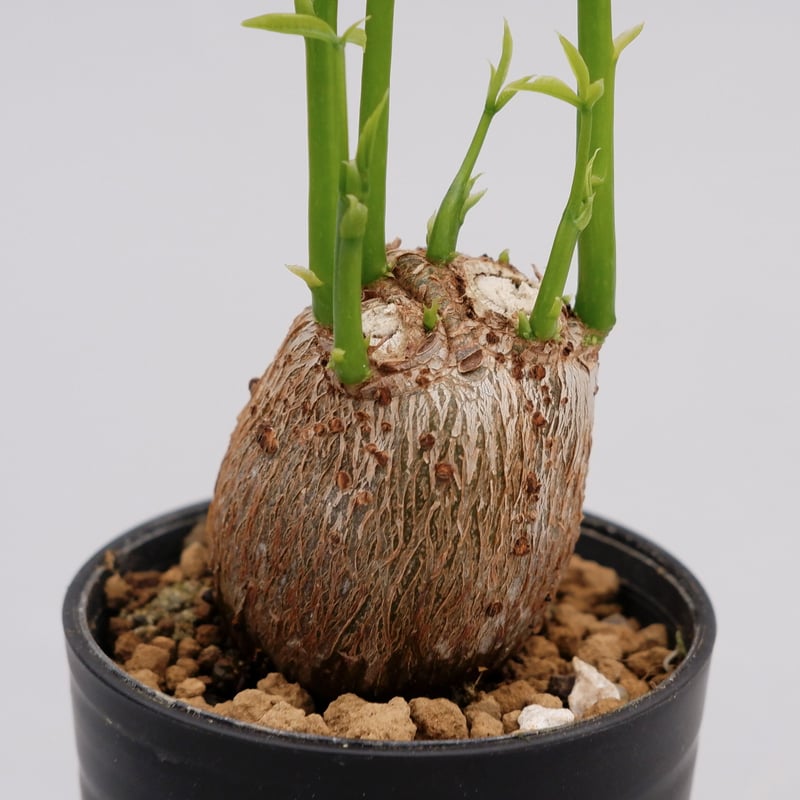 完売　天然樫の木＊珍しいお花の年輪模様【森のほっこり切り株ミニテーブル】ちゃぶ台 秋に植えた花が育ち、果樹が色づき少しだけ賑やかな冬の小庭