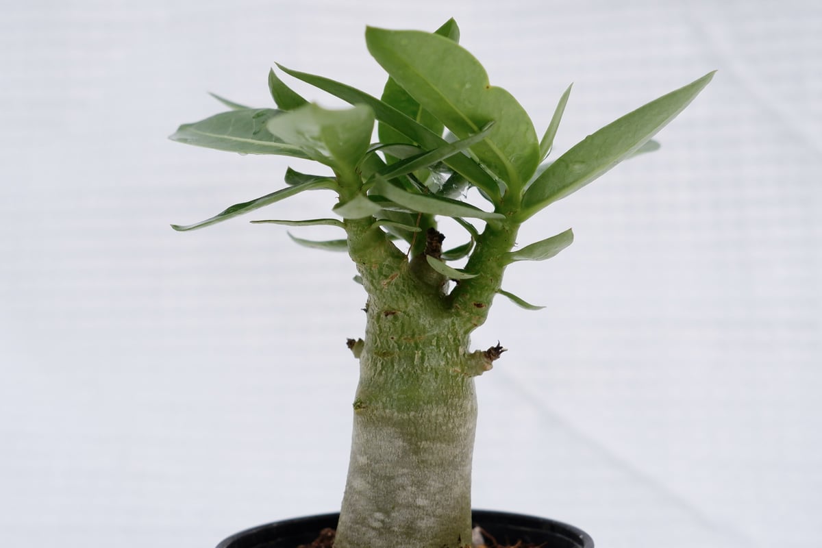 アデニウム アラビカム ブラックステム 実生株 Adenium arabicum Black...