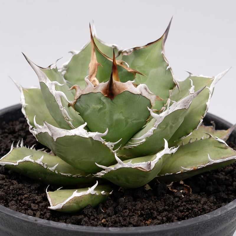 アガベ チタノタ 烈焔 親株 オテロイ 楽天市場】Kaiju Plant産 アガベ 烈焔 子株 チタノタ オテロイ