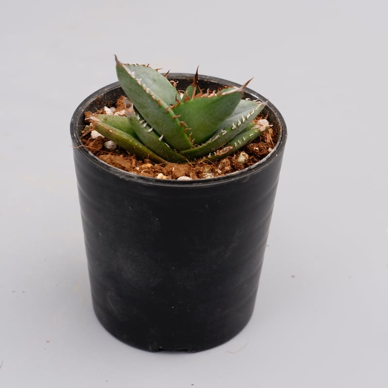 アガベ オテロイ 実生株 Agave oteroi seeding 062 | Sunny