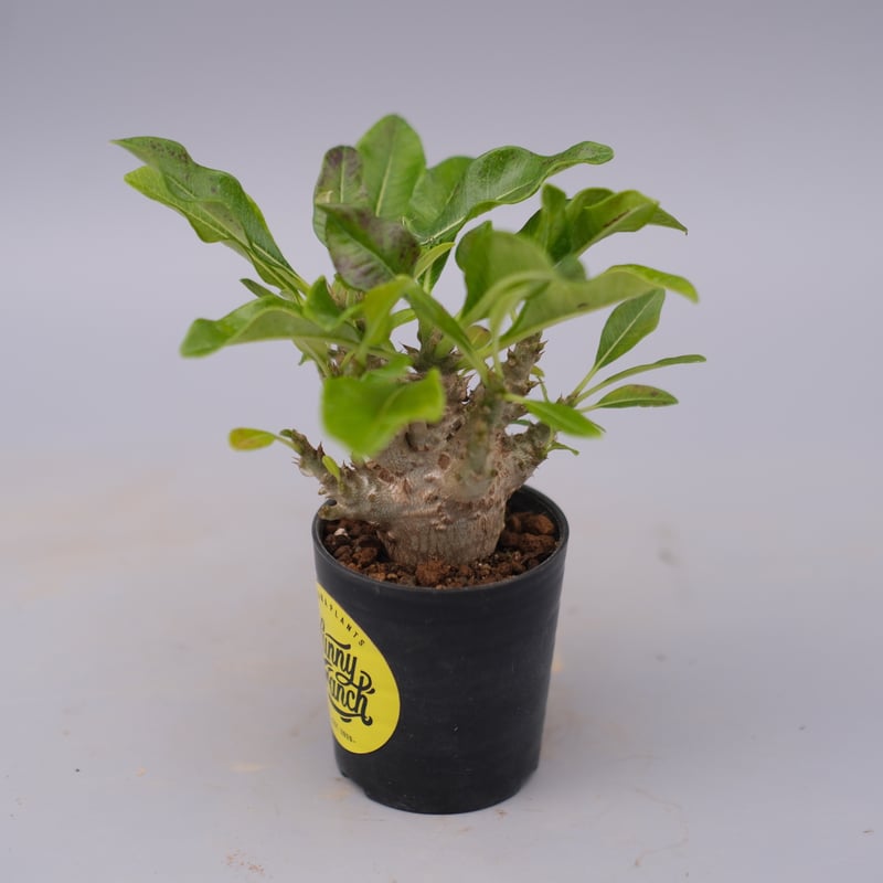 パキポディウム ウィンゾリー 実生株 099 Pachypodium windsorii |