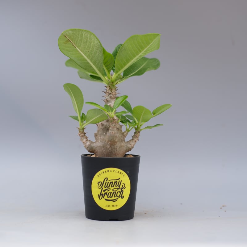 windsorii【マダガスカル産】 ウィンゾリー パキポディウム 40粒 種子 パキポディウム 観葉 windsorii Pachypodium 040 実生株 ウィンゾリー 塊根植物・コーデックス