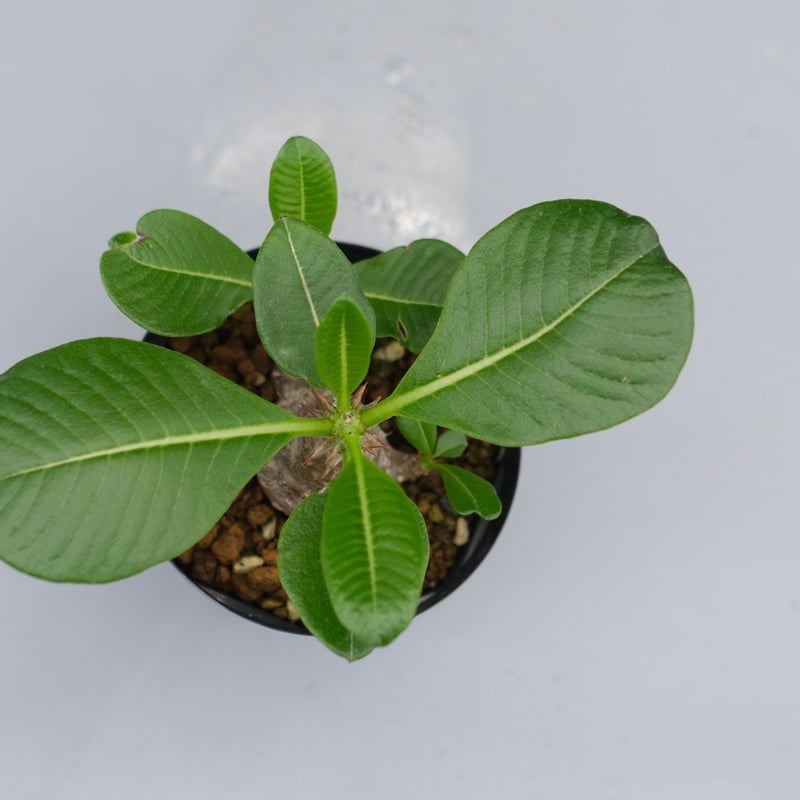 パキポディウム ウィンゾリー 実生株 040 Pachypodium windsorii |