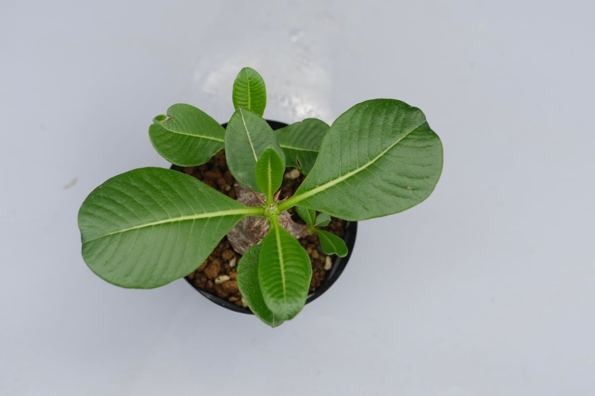 パキポディウム ウィンゾリー 実生株 040 Pachypodium windsorii |