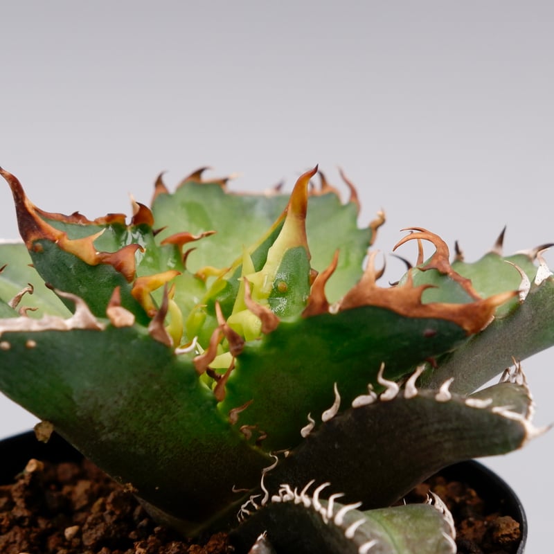 アガベ チタノタ レッドキャットウィーズル Agave titanota Red