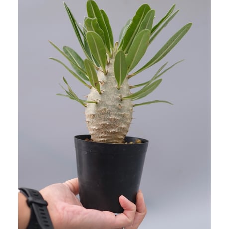 パキポディウム　カクチペス　実生 パキポディウム カクチペス 実生① | hanayoshi-botanical