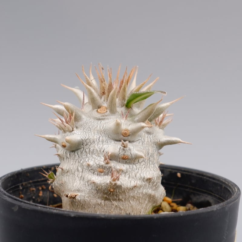 パキポディウム ロスラーツム 実生株 007 Pachypodium rosulatum ve