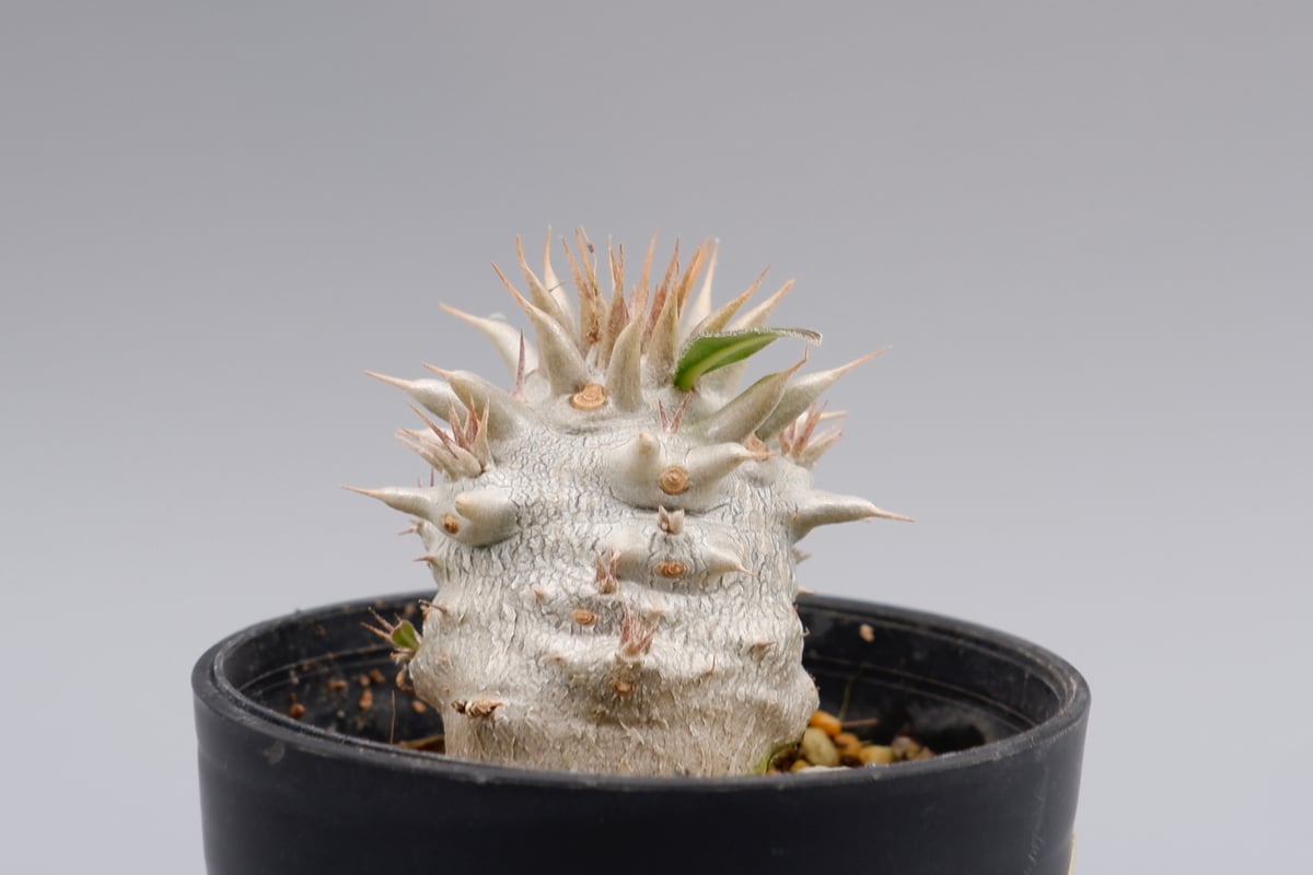 パキポディウム ロスラーツム 実生株 007 Pachypodium rosulatum ve