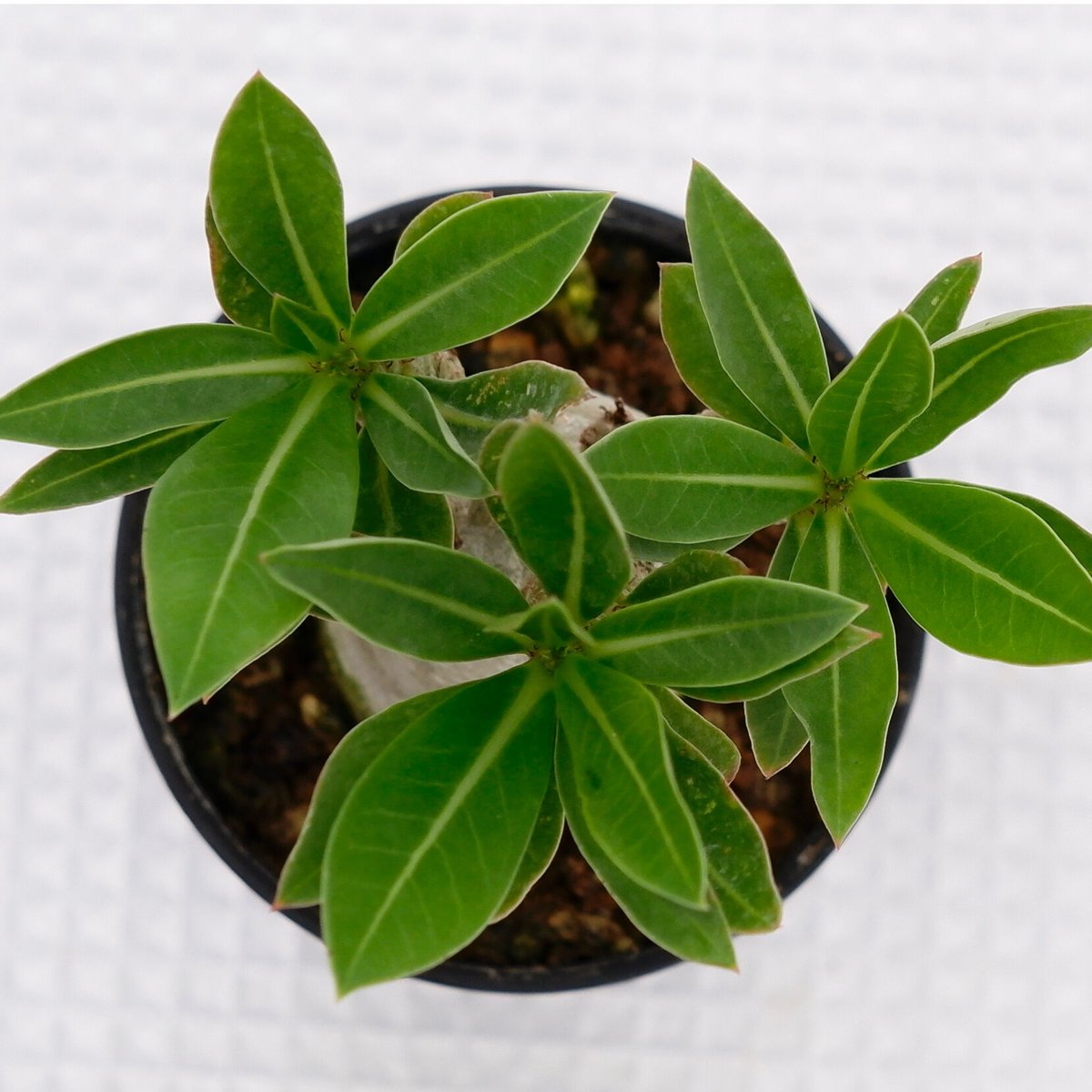 アデニウム ブラックソマレンセ 実生株 Adenium somalense var アデニウム ブラックソマレンセ 実生株 Adenium somalense var