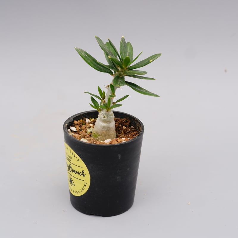 パキポディウム ビスピノーサム Pachypodium bispinosum 007 | Su