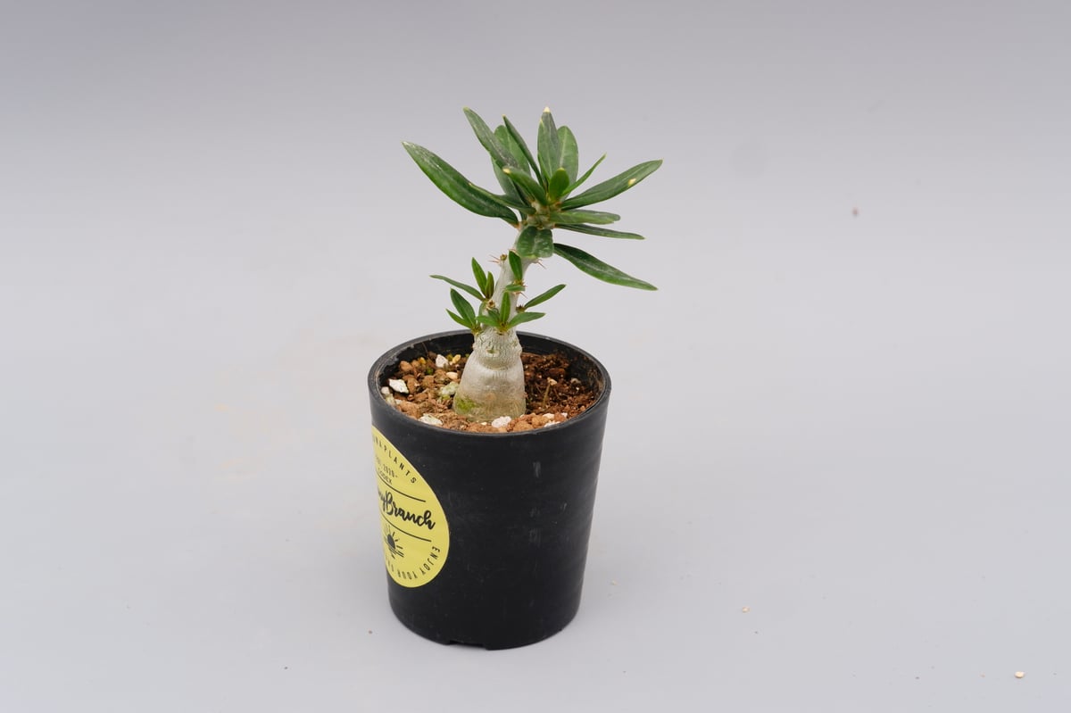 パキポディウム ビスピノーサム Pachypodium bispinosum 007 | Su