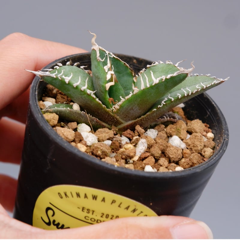 アガベ オテロイ 実生株 Agave oteroi seeding 090 | Sunny