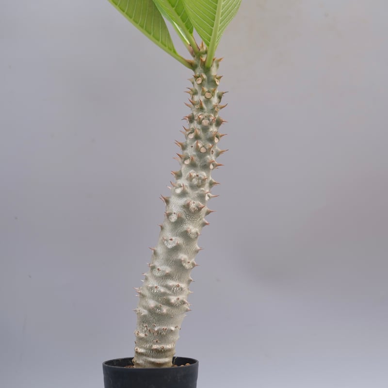 パキポディウム バロニー実生株037 Pachypodium baronii | Sunny